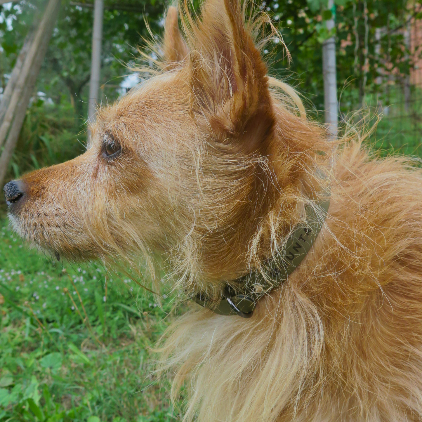 Biothane® buckle collar - Olive Green