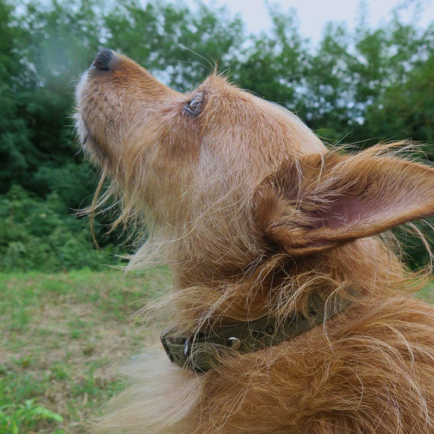 Biothane® buckle collar - Olive Green